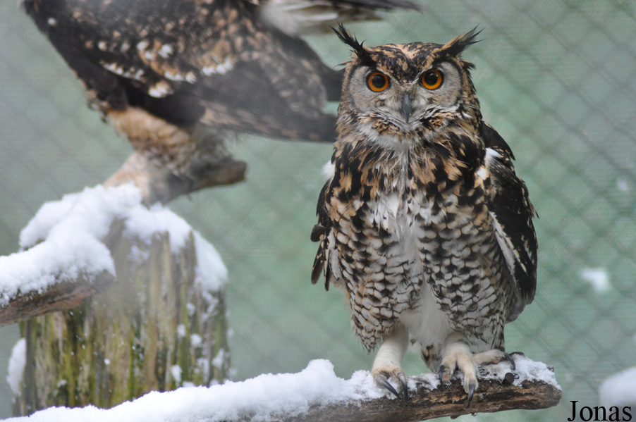 Bubo capensis mackinderi