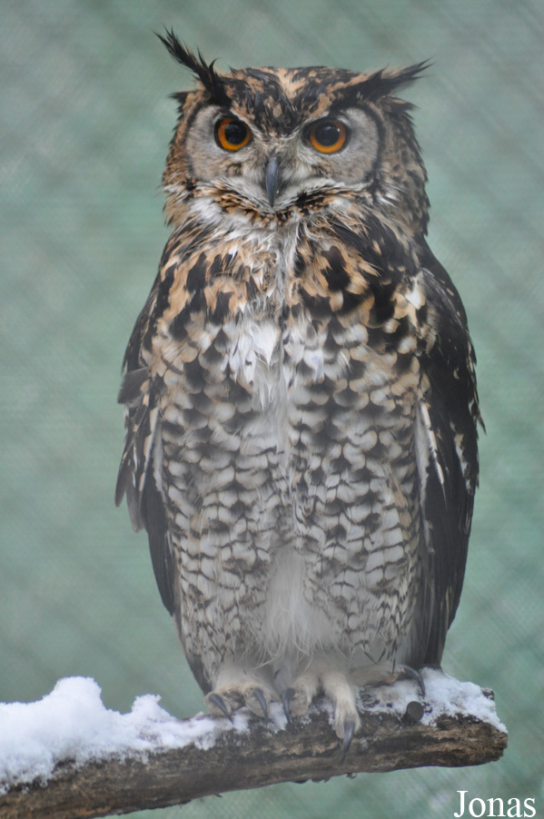 Bubo capensis mackinderi