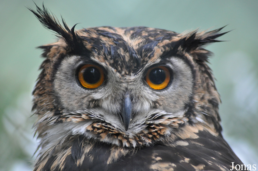 Bubo capensis mackinderi