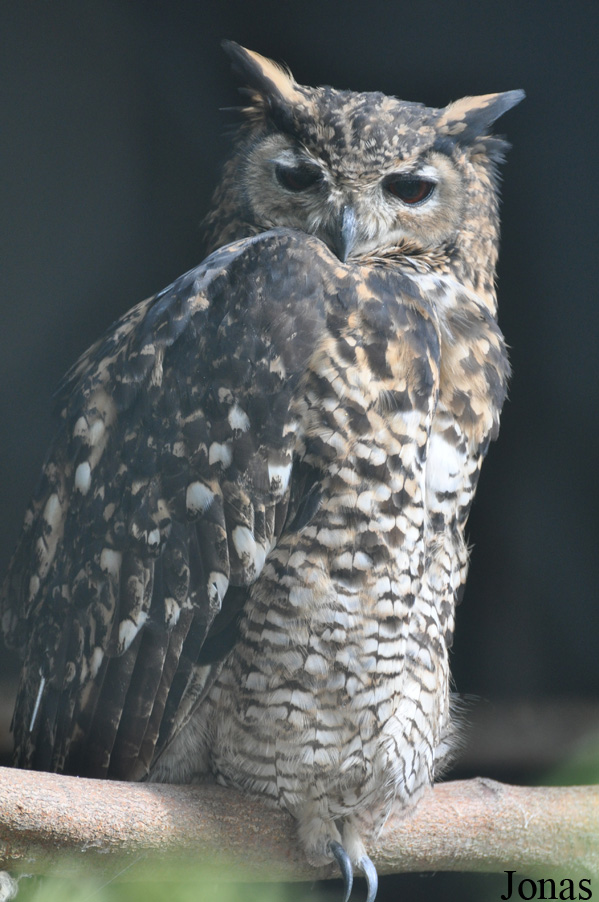 Bubo capensis mackinderi
