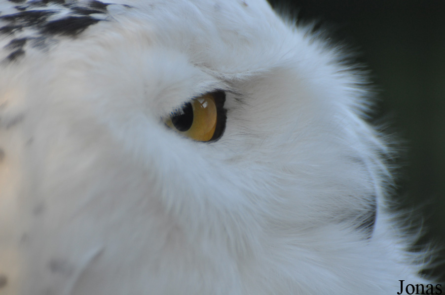 Bubo scandiacus