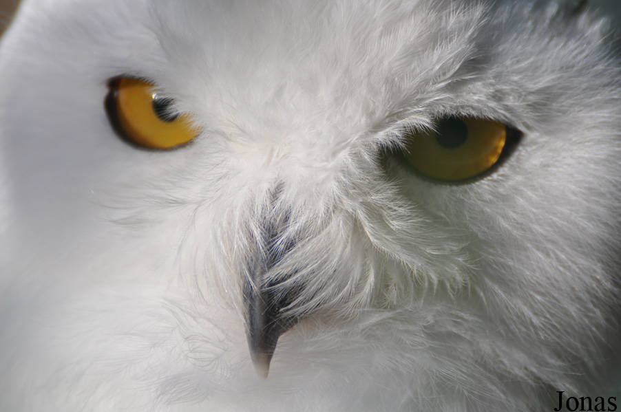 Bubo scandiacus