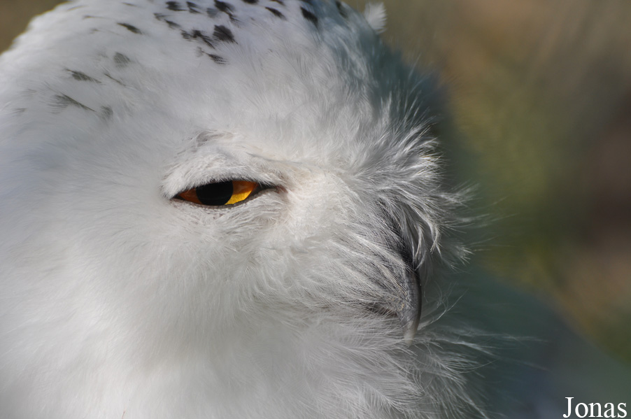 Bubo scandiacus