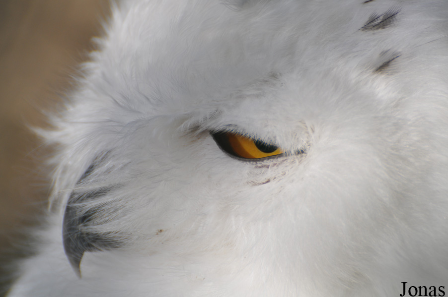 Bubo scandiacus