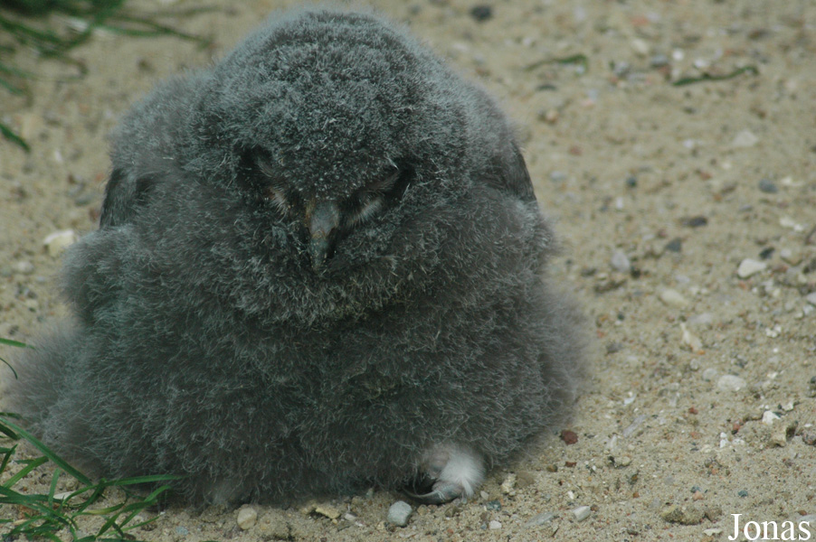Bubo scandiacus