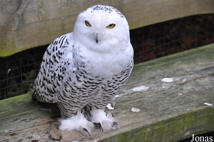 Bubo scandiacus