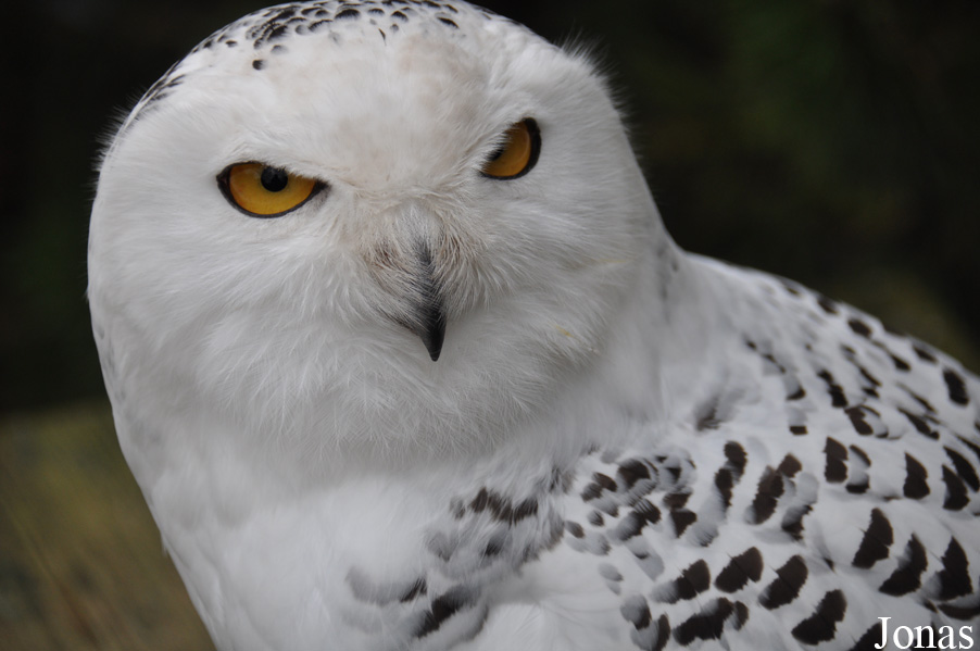 Bubo scandiacus