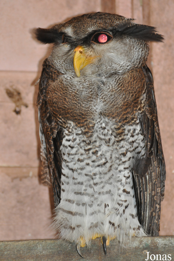 Bubo sumatranus