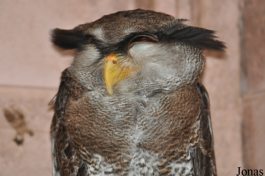 Bubo sumatranus