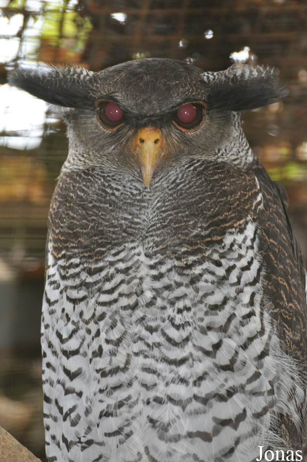 Bubo sumatranus
