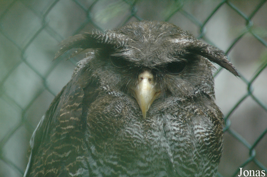 Bubo sumatranus