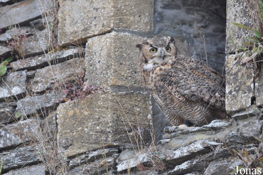 Bubo virginianus