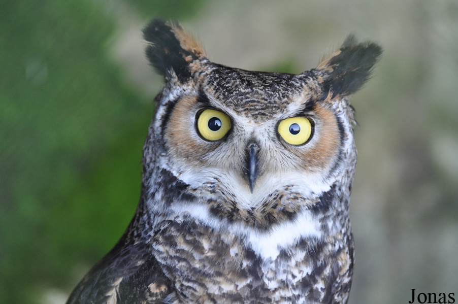 Bubo virginianus