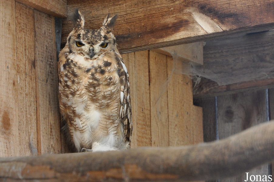 Bubo virginianus