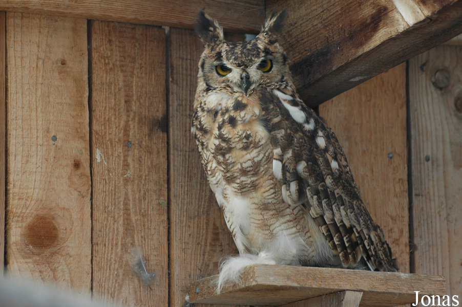 Bubo virginianus