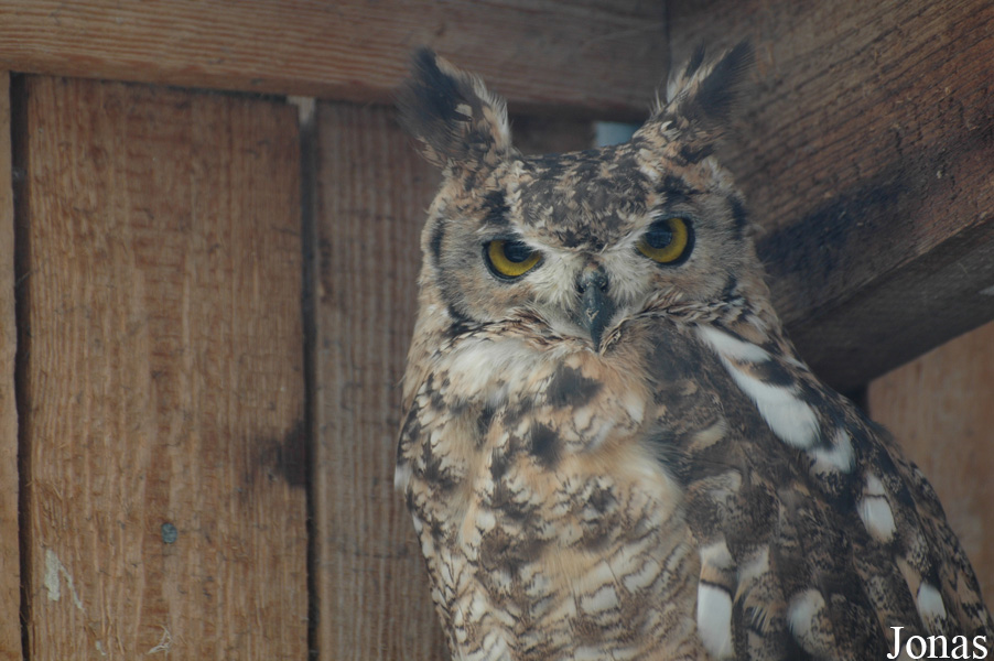 Bubo virginianus