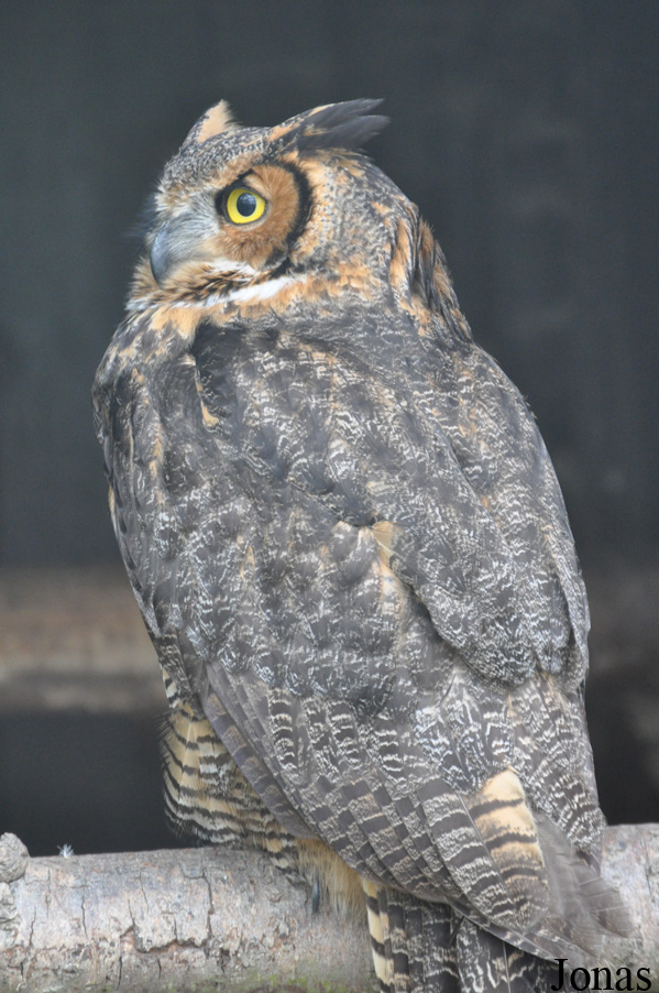 Bubo virginianus