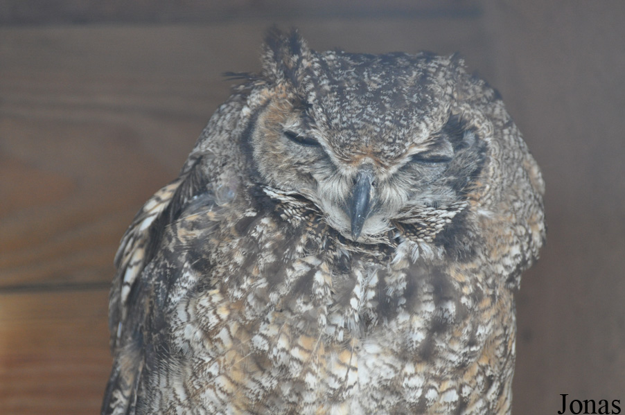 Bubo virginianus