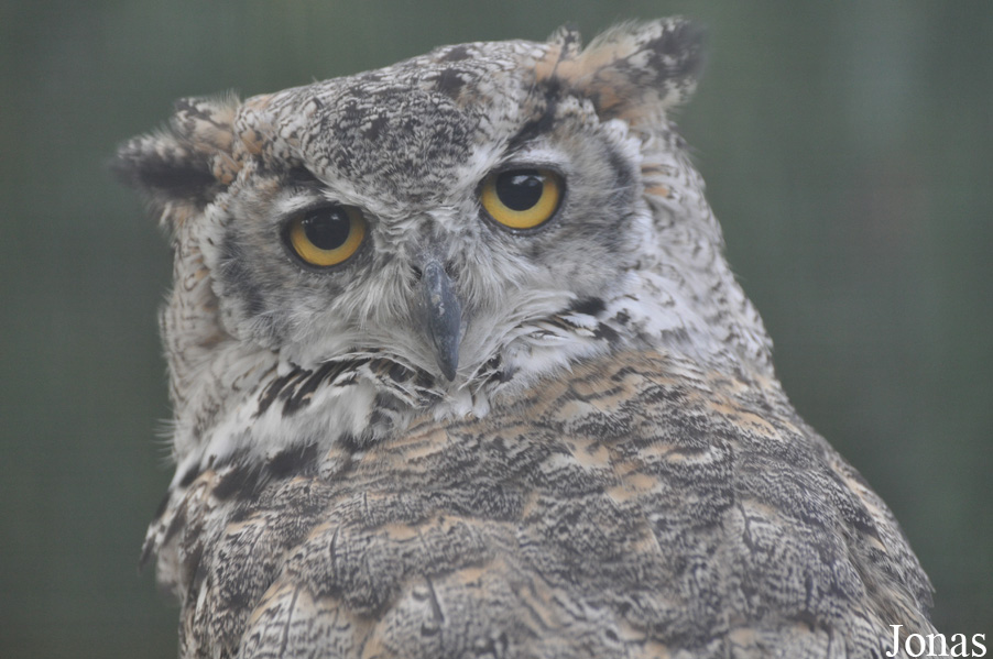 Bubo virginianus