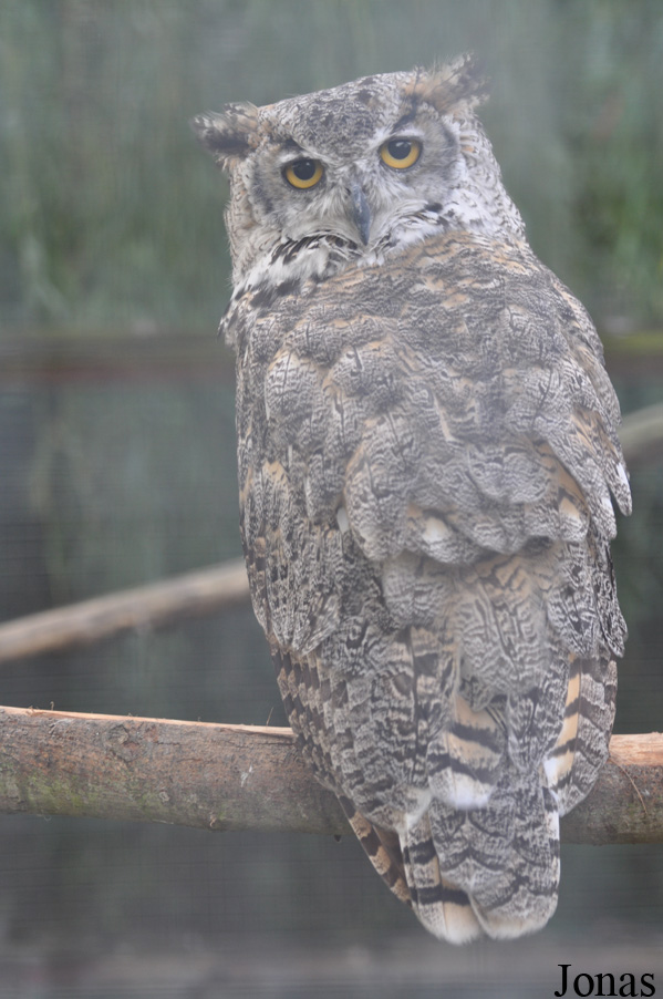 Bubo virginianus