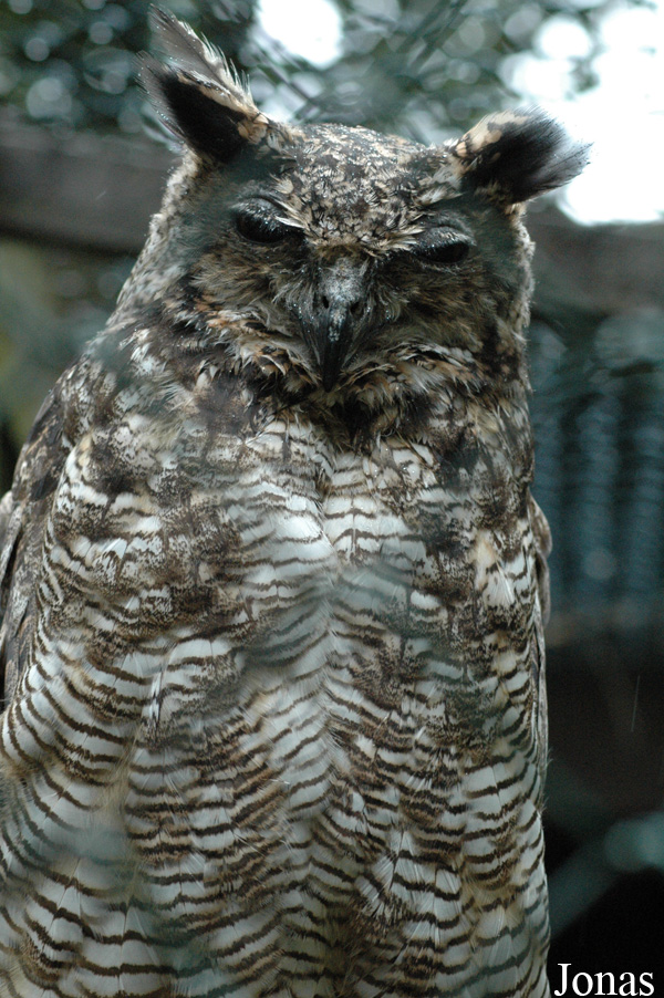 Bubo virginianus nacurutu