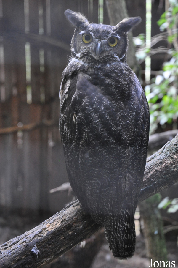Bubo virginianus saturatus