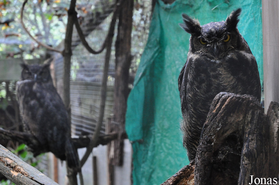 Bubo virginianus saturatus