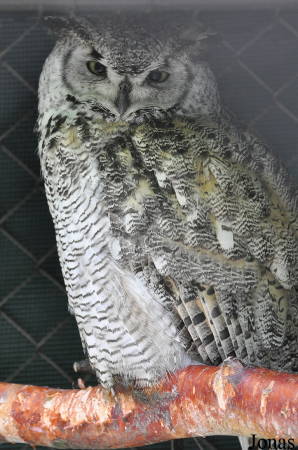 Bubo virginianus subarcticus