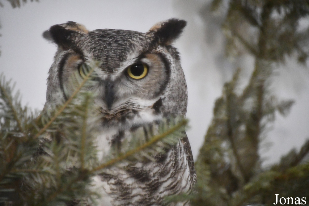 Bubo virginianus subarcticus