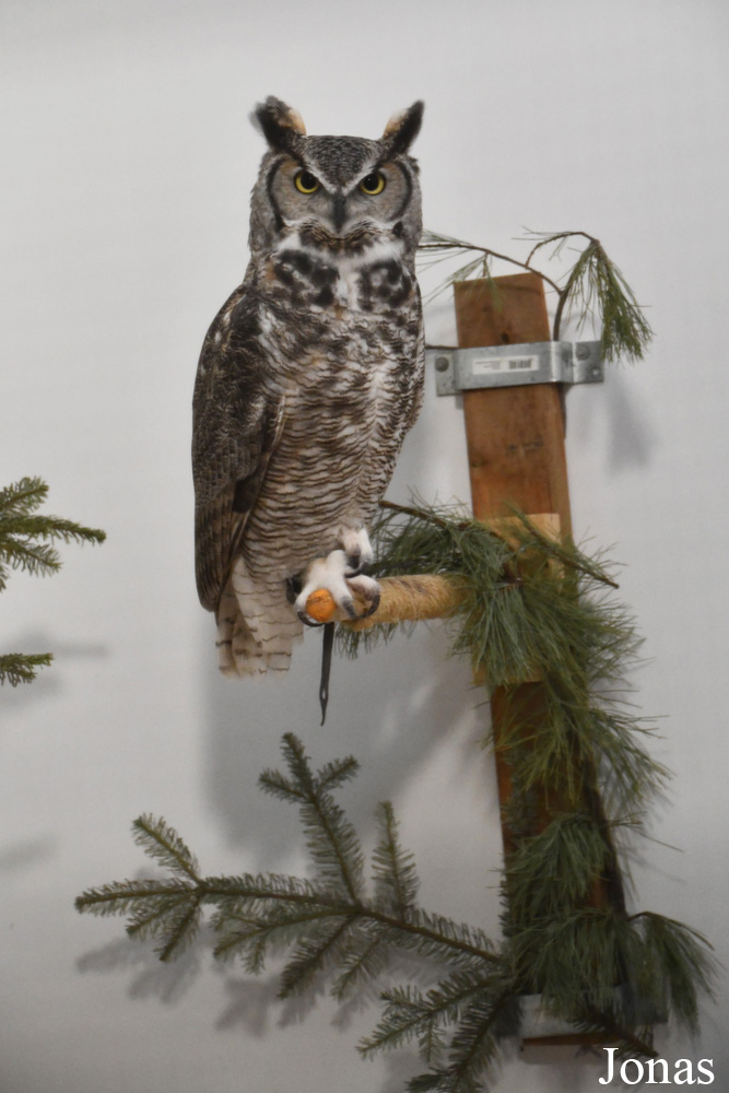 Bubo virginianus subarcticus