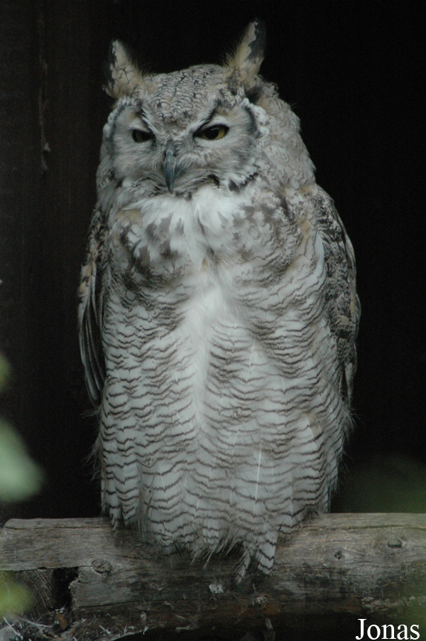 Bubo virginianus subarcticus