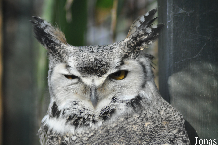 Bubo virginianus wapacuthu