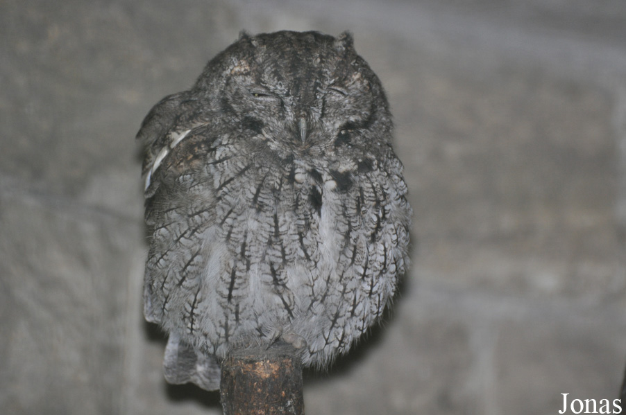Megascops kennicottii
