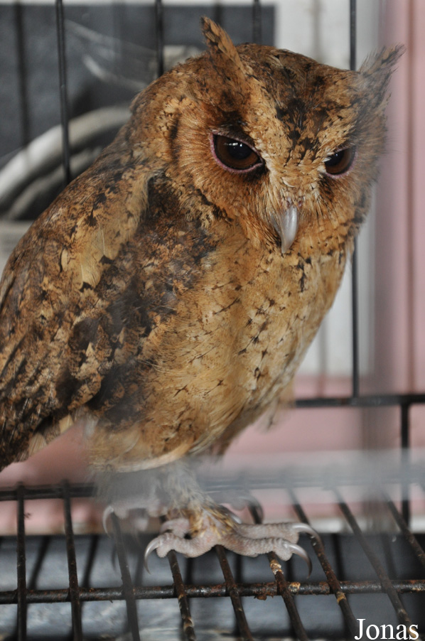Otus lempiji