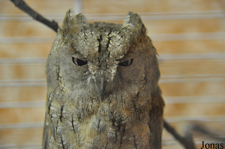 Otus scops
