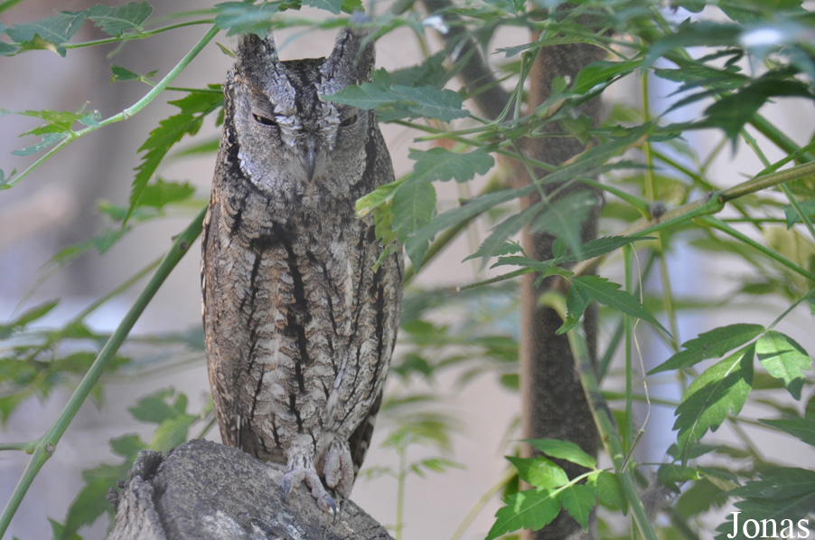 Otus scops