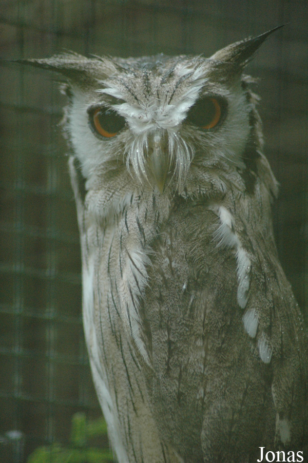 Ptilopsis leucotis