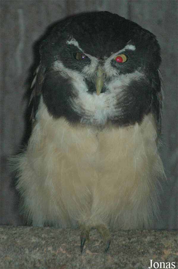 Pulsatrix perspicillata