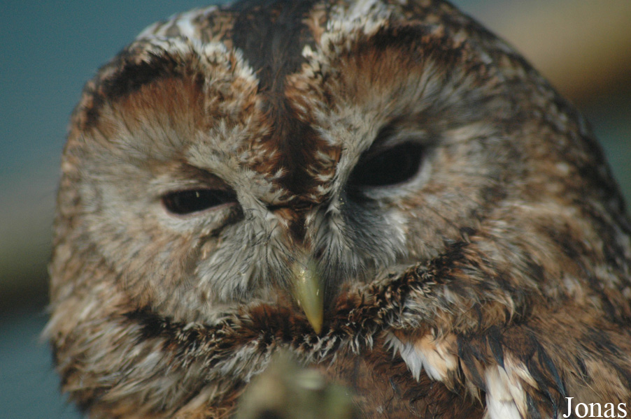 Strix aluco