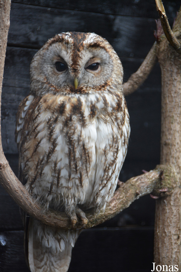Strix aluco