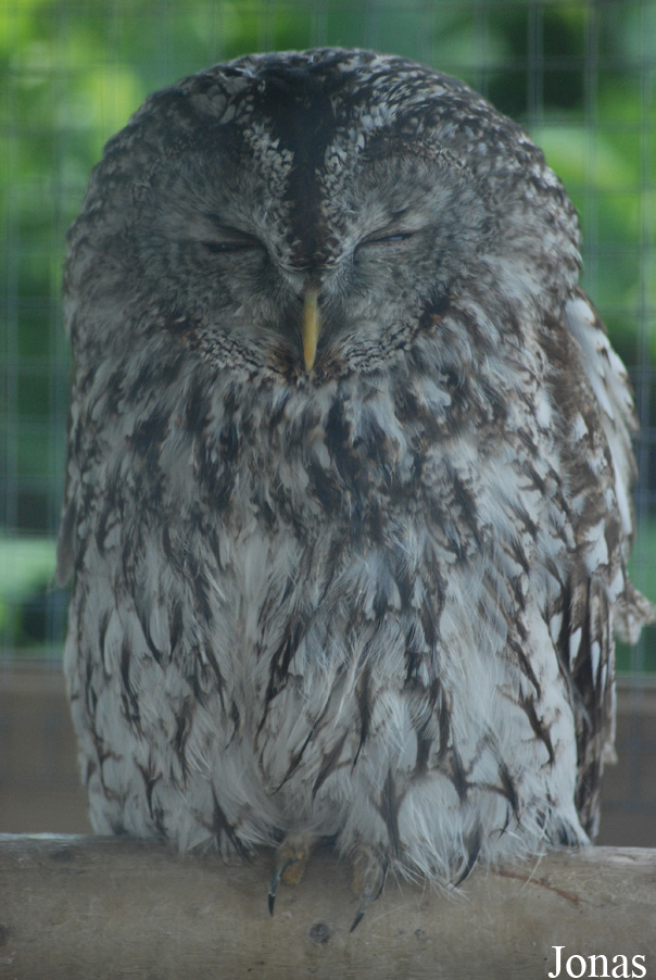 Strix aluco