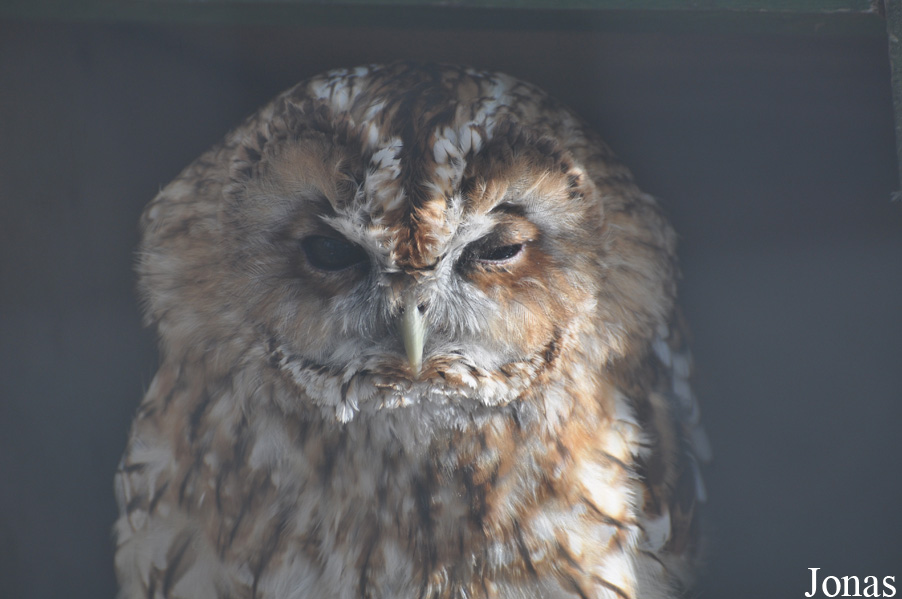 Strix aluco