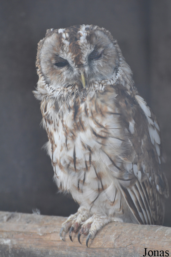 Strix aluco