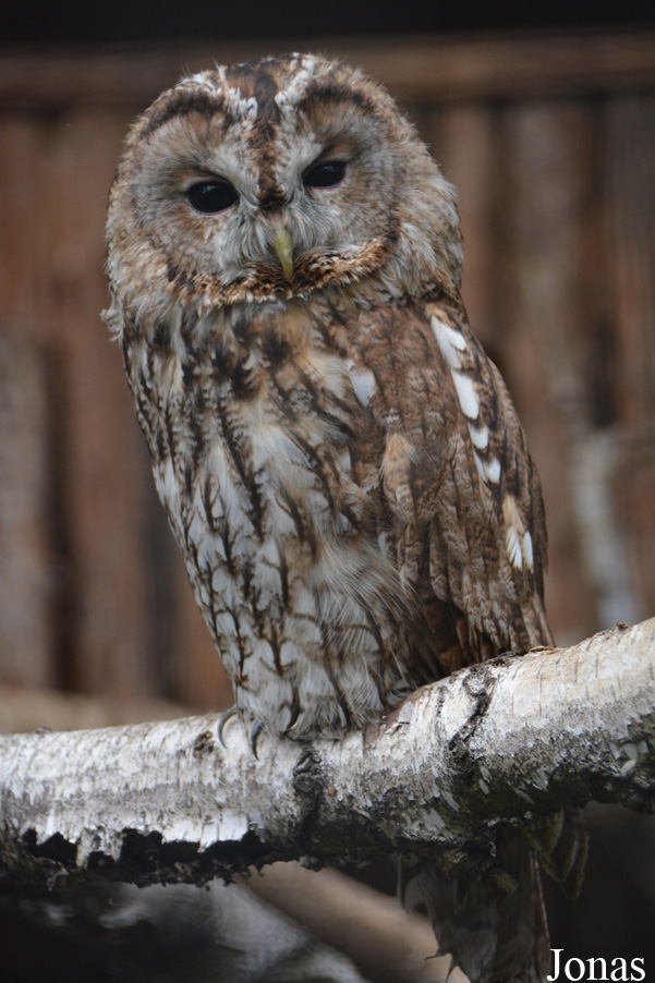 Strix aluco