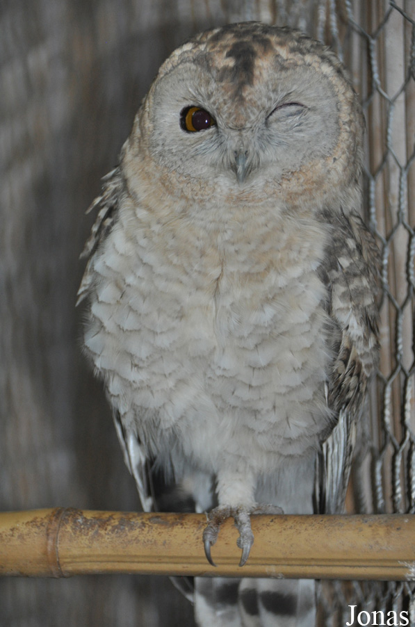 Strix butleri