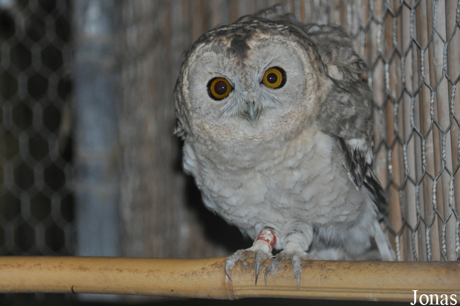 Strix butleri