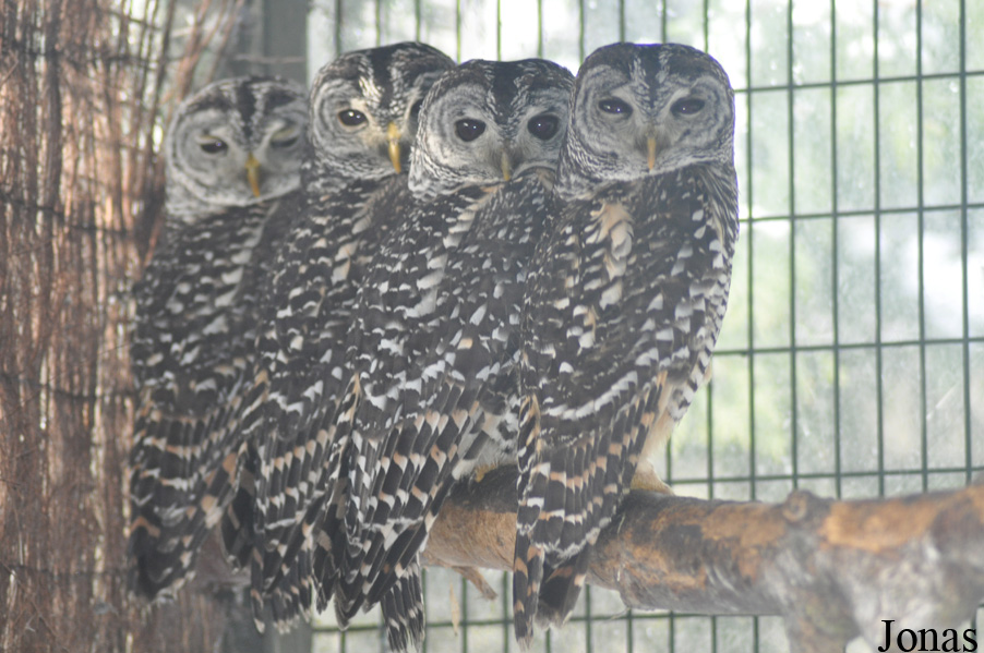 Strix chacoensis