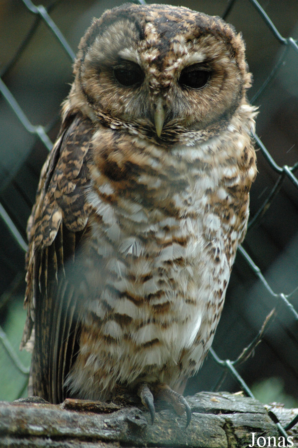 Strix hylophila