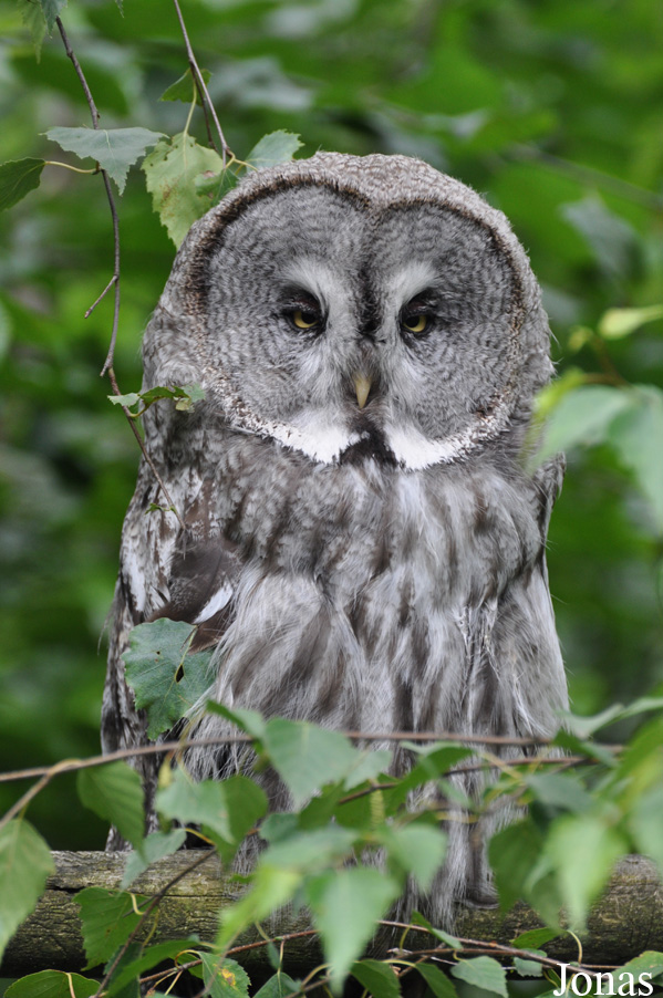 Strix nebulosa lapponica
