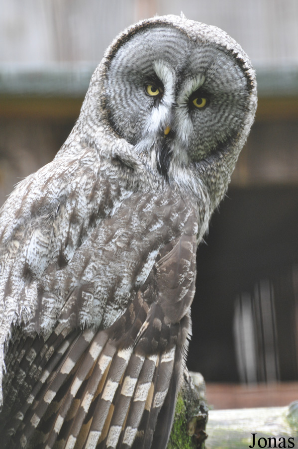 Strix nebulosa lapponica